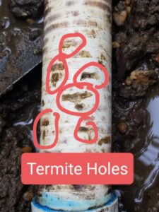 termite pool problems